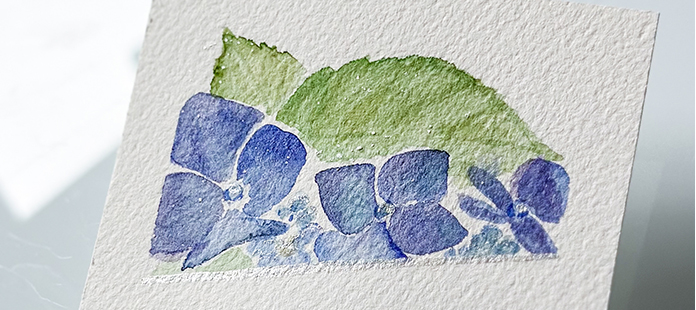 Lunchtime Hydrangeas